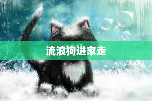 流浪狗進家走