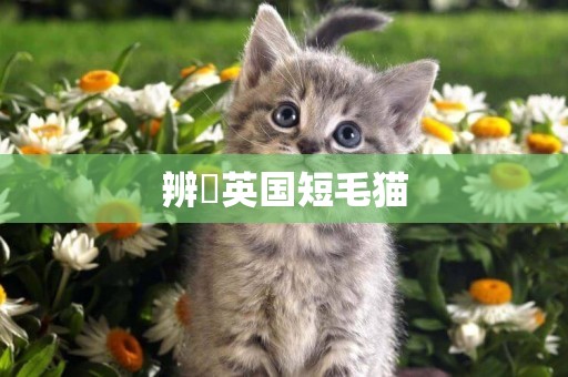 辨別英國短毛貓