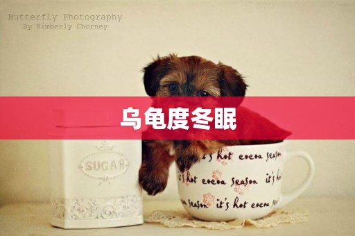 烏龜度冬眠