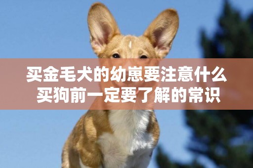 買金毛犬的幼崽要注意什么 買狗前一定要了解的常識性內容