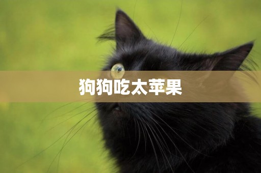 狗狗吃太蘋果