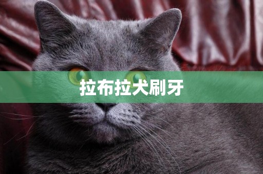 拉布拉犬刷牙