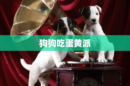 狗狗吃蛋黃派