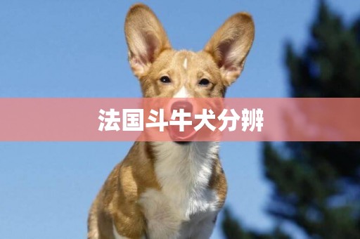 法國斗牛犬分辨
