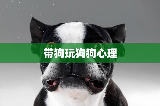 帶狗玩狗狗心理