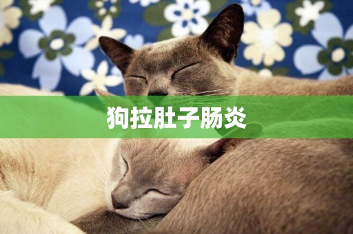 狗拉肚子腸炎