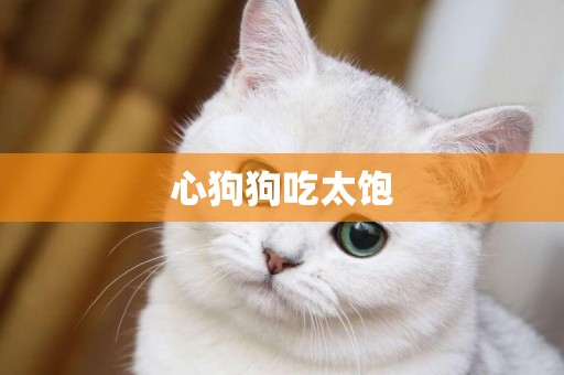 心狗狗吃太飽