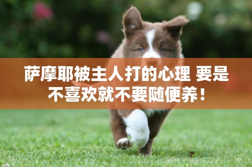 薩摩耶被主人打的心理 要是不喜歡就不要隨便養！