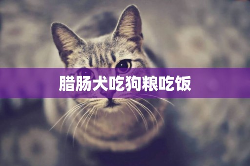臘腸犬吃狗糧吃飯