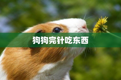 狗狗完針吃東西