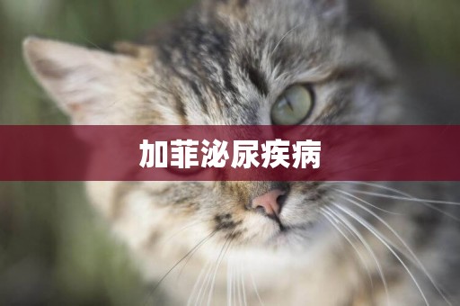 加菲泌尿疾病