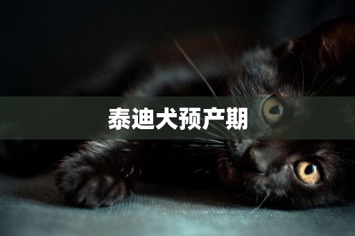 泰迪犬預產期