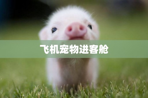 飛機寵物進客艙