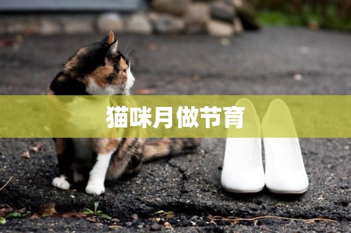 貓咪月做節育