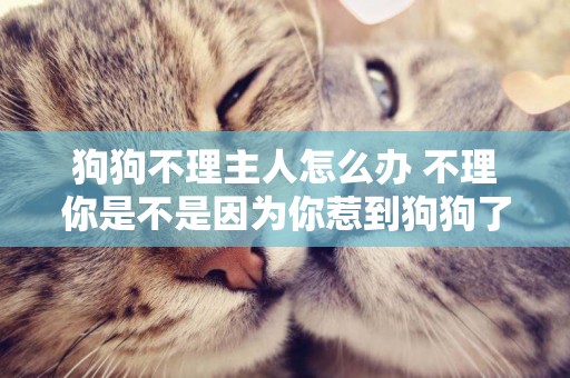 狗狗不理主人怎么辦 不理你是不是因為你惹到狗狗了？