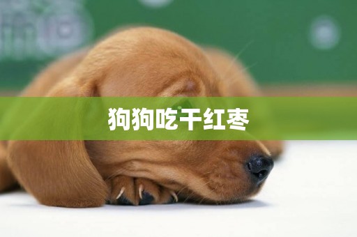 狗狗吃干紅棗