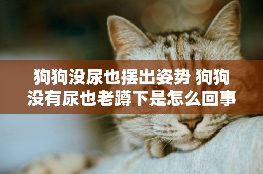 狗狗沒尿也擺出姿勢 狗狗沒有尿也老蹲下是怎么回事