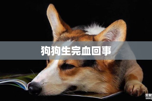 狗狗生完血回事