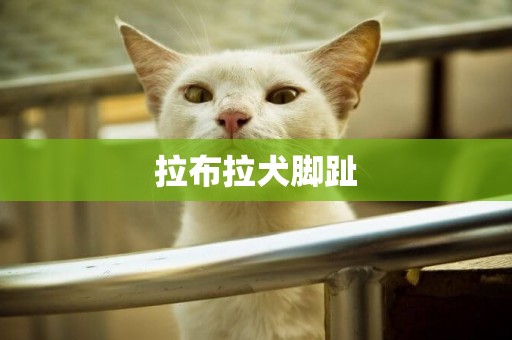 拉布拉犬腳趾