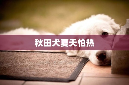 秋田犬夏天怕熱