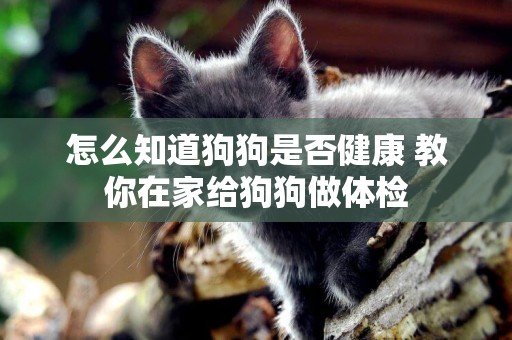 怎么知道狗狗是否健康 教你在家給狗狗做體檢