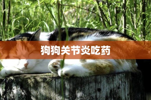 狗狗關節炎吃藥
