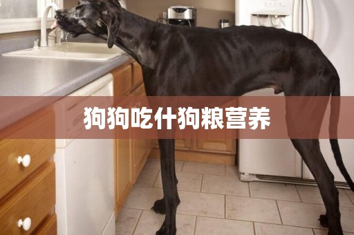 狗狗吃什狗糧營養