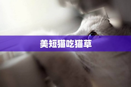 美短貓吃貓草