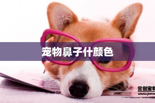 寵物鼻子什顏色