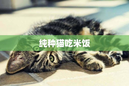 純種貓吃米飯
