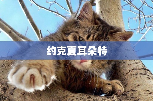 約克夏耳朵特