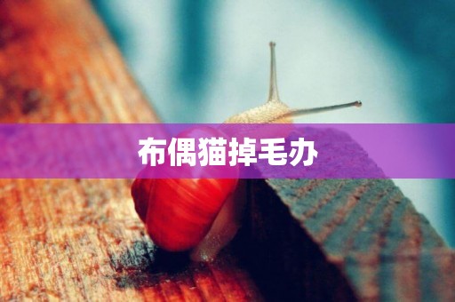 布偶貓掉毛辦