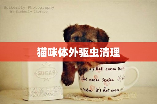 貓咪體外驅蟲清理