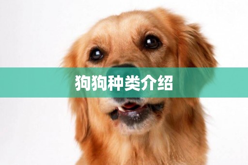 狗狗種類介紹