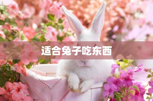 適合兔子吃東西