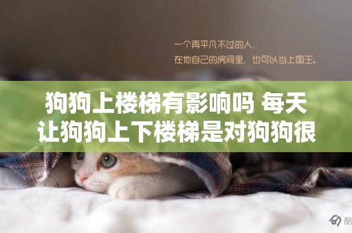 狗狗上樓梯有影響嗎 每天讓狗狗上下樓梯是對狗狗很大傷害