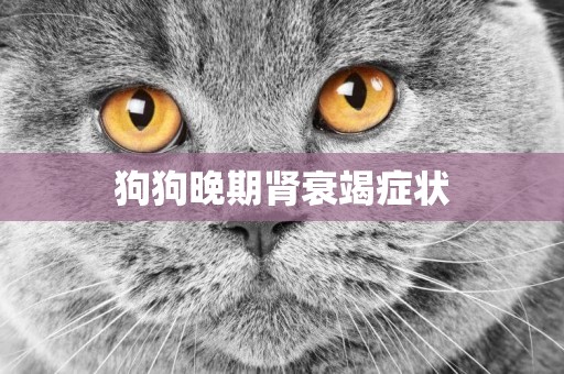狗狗晚期腎衰竭癥狀