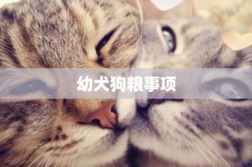 幼犬狗糧事項
