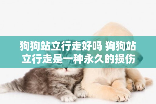 狗狗站立行走好嗎 狗狗站立行走是一種永久的損傷 狗狗站立行走好嗎 狗狗站立行走是一種永久的損傷