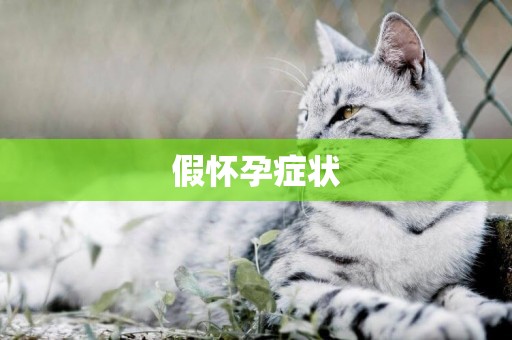 假懷孕癥狀