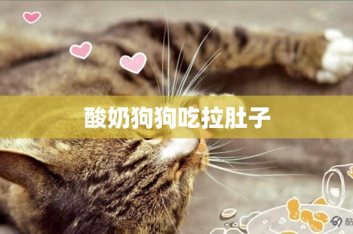 酸奶狗狗吃拉肚子
