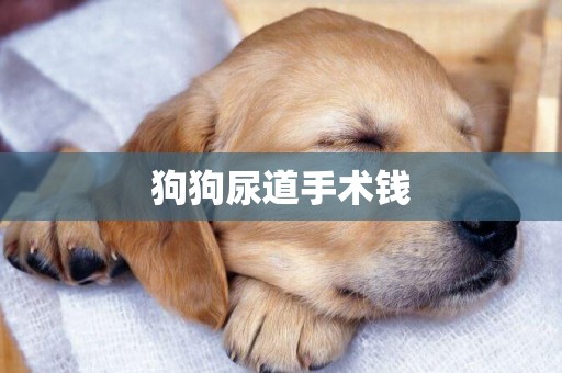 狗狗尿道手術錢