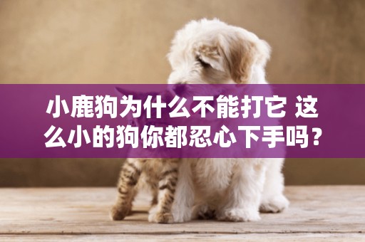 小鹿狗為什么不能打它 這么小的狗你都忍心下手嗎？