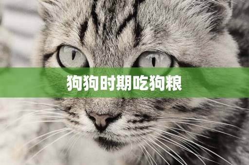 狗狗時期吃狗糧