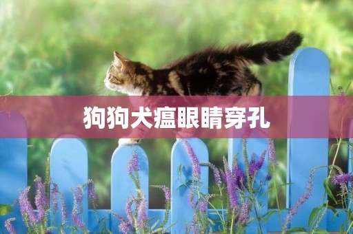 狗狗犬瘟眼睛穿孔