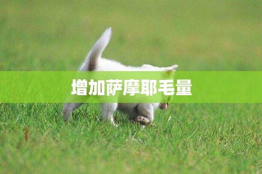 增加薩摩耶毛量