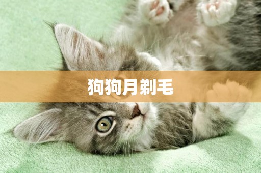 狗狗月剃毛