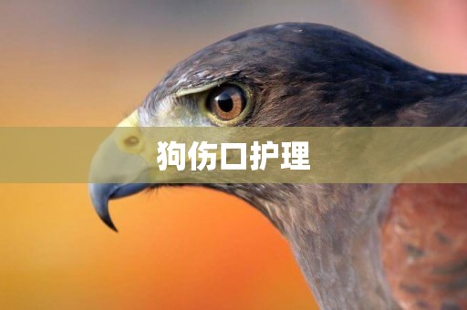 狗傷口護理