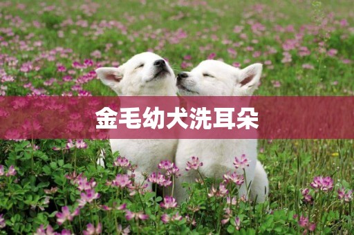 金毛幼犬洗耳朵
