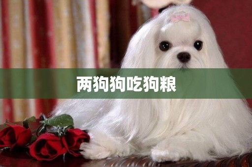 兩狗狗吃狗糧